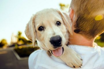 Cane in braccio al padrone