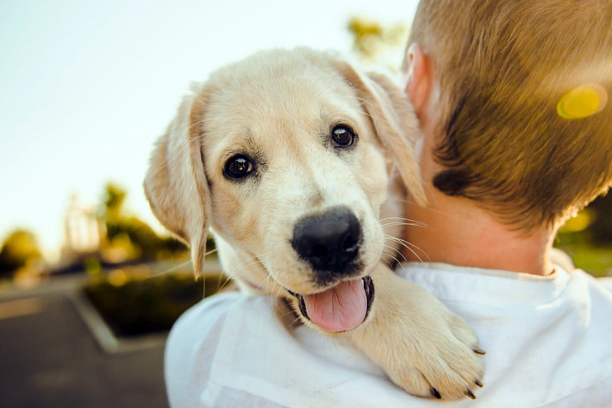 Cane in braccio al padrone