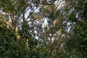 Vegetazione mediterranea